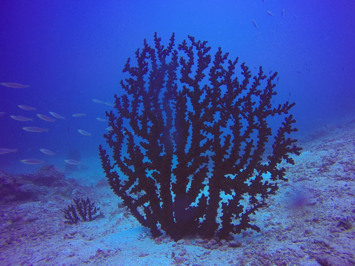 Plumeria Maldives Thinadhoo  Exterior foto
