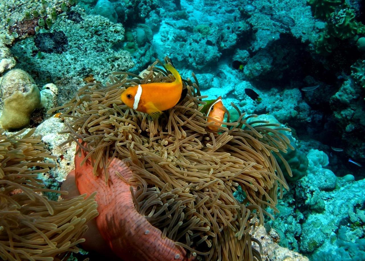 Plumeria Maldives Thinadhoo  Exterior foto